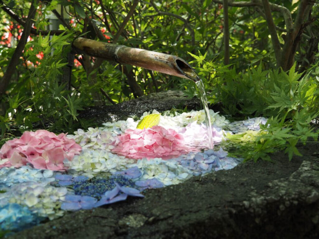 紫陽花の花手水｜初夏の風景