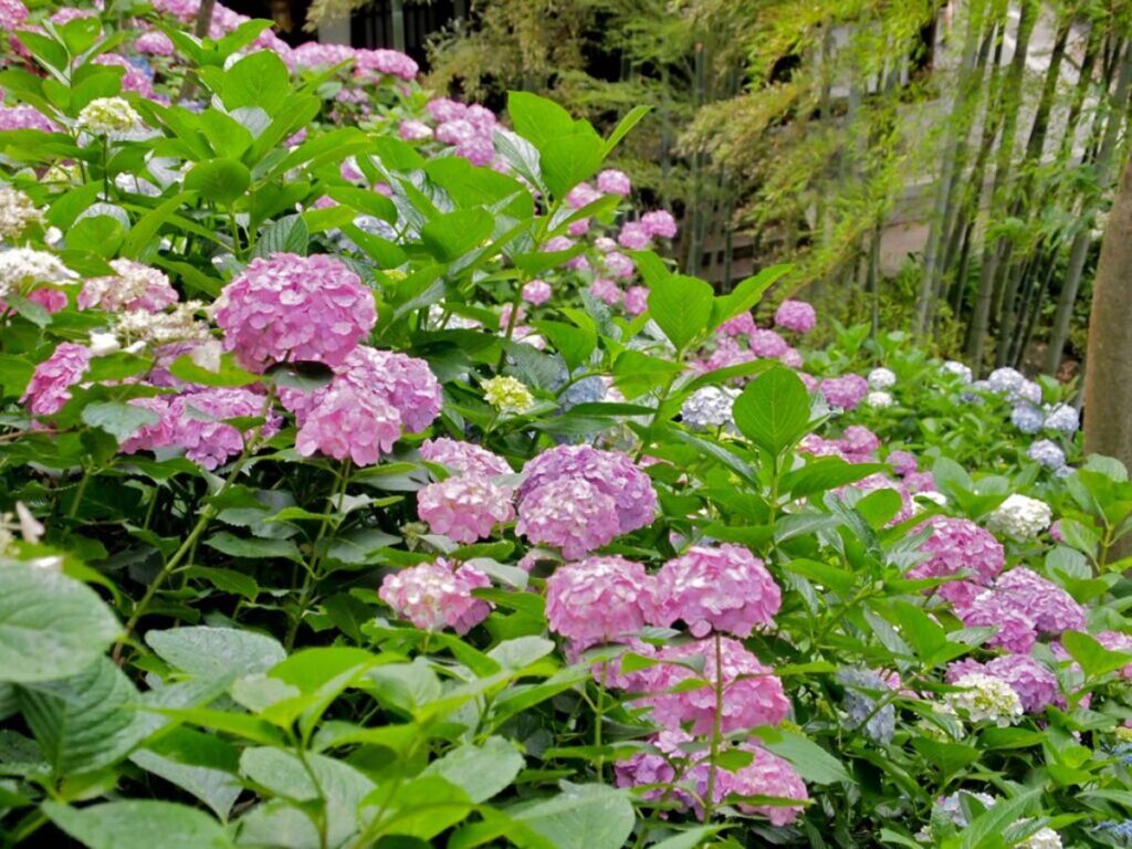 鎌倉長谷寺の紫陽花の風景