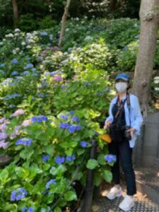 満開に咲く紫陽花を背景に写真をとる女性