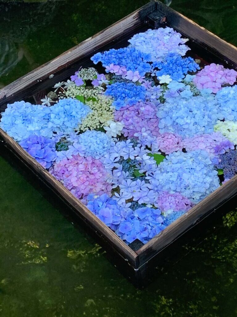 鎌倉長谷寺の紫陽花の花手水