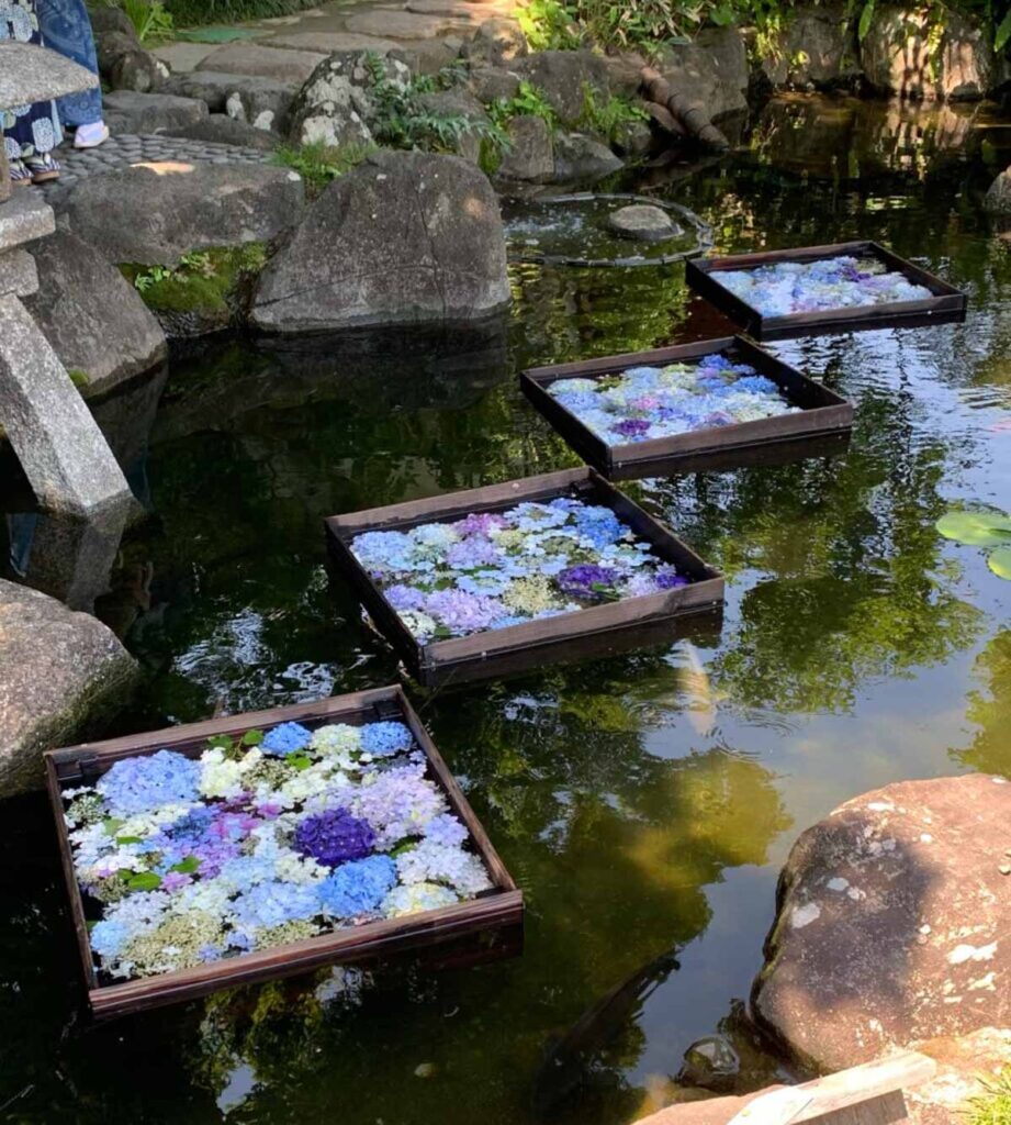 池に浮かべた紫陽花の花手水
