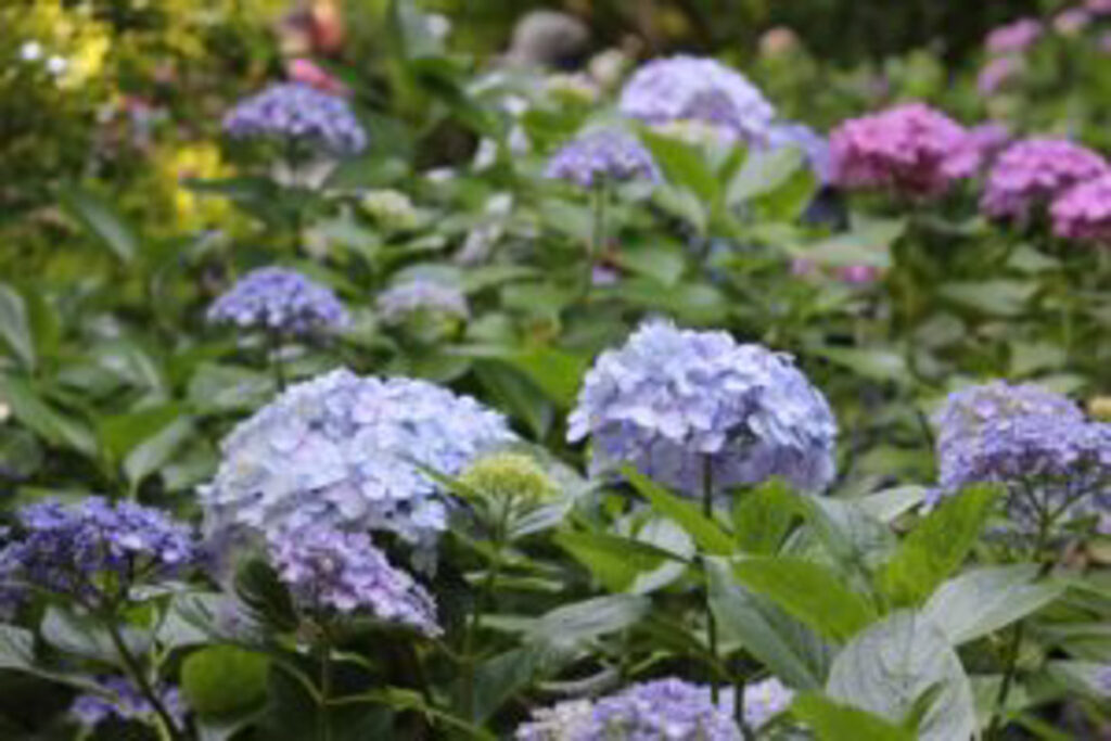 薄紫色の紫陽花