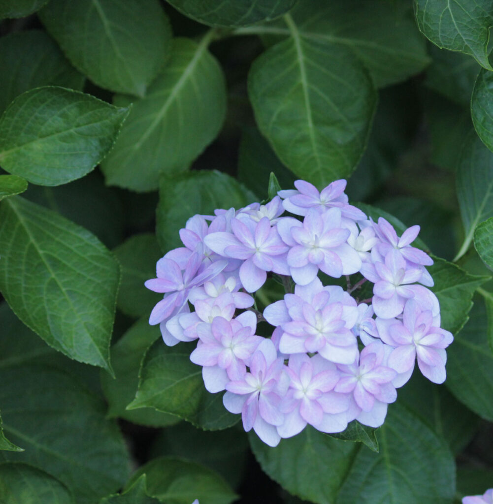 薄紫色の紫陽花