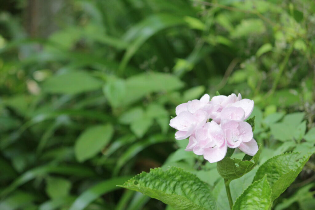 優しいピンク色の紫陽花